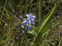Scilla monophyllos 6, Saxifraga-Willem van Kruijsbergen